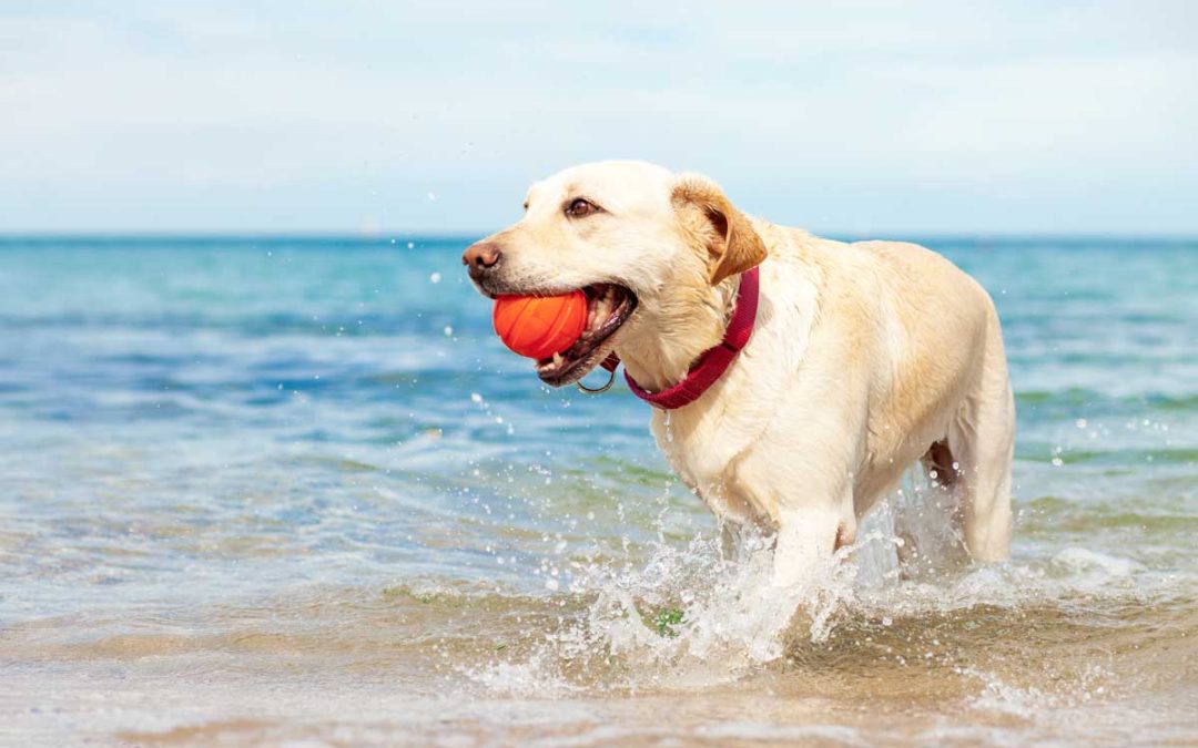 Your Ultimate Guide to a Paw-some Vacation in Destin, FL with Your Furry Friends!
